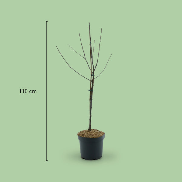 Größe des Bio-Apfelbaums 'Cox Orange Renette'