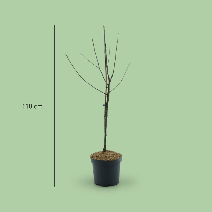 Größe des Bio-Apfelbaums 'Cox Orange Renette'