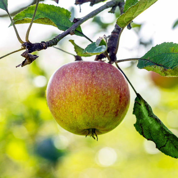 Reife Herbstäpfel 'Cox Orange Renette'