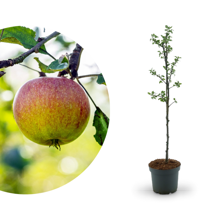 Bio-Apfelbaum 'Cox Orange Renette' Herbstapfel
