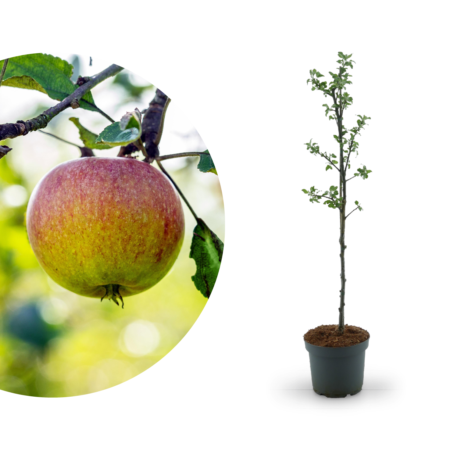 Apfelbaum pflanzen: Anleitung in 10 Schritten - Plantura