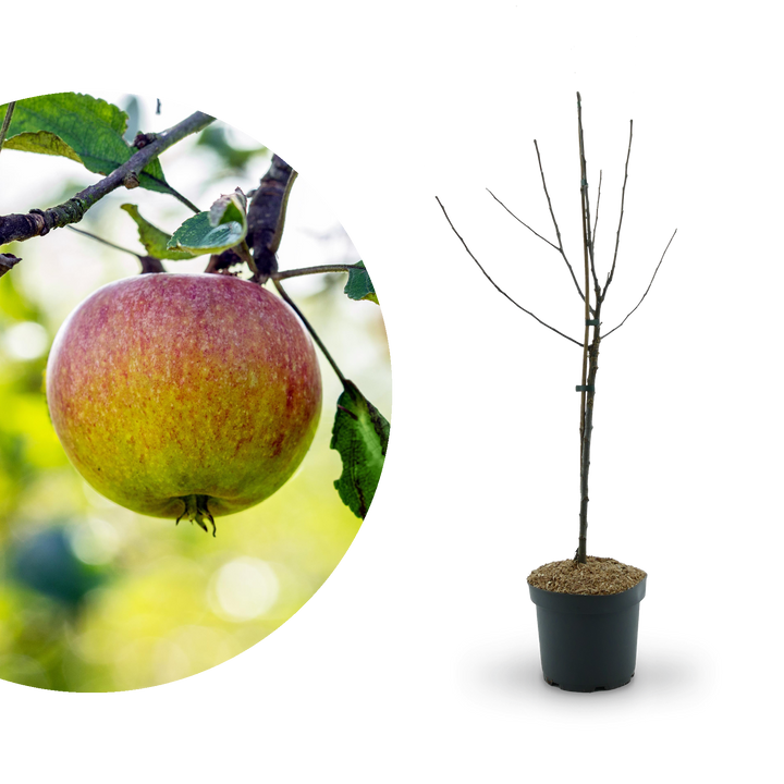 Bio-Apfelbaum 'Cox Orange Renette' Herbstapfel