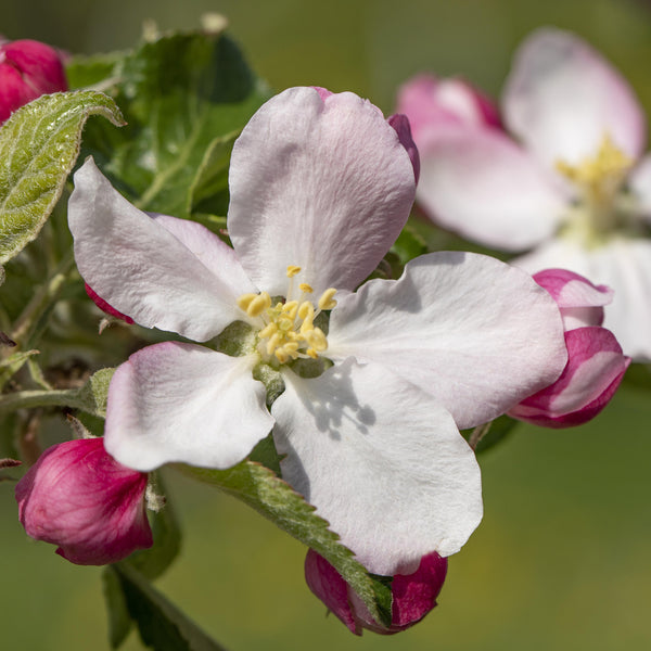 Blüte des Bio-Apfelbaums 'Elstar'