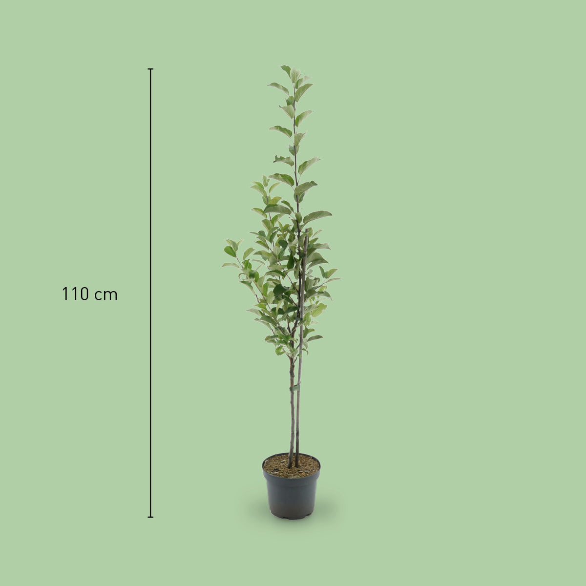 Größe des Bio-Apfelbaums 'Elstar'
