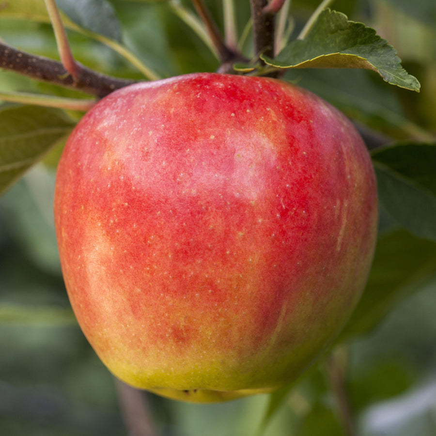 Reifer Herbstapfel 'Elstar'