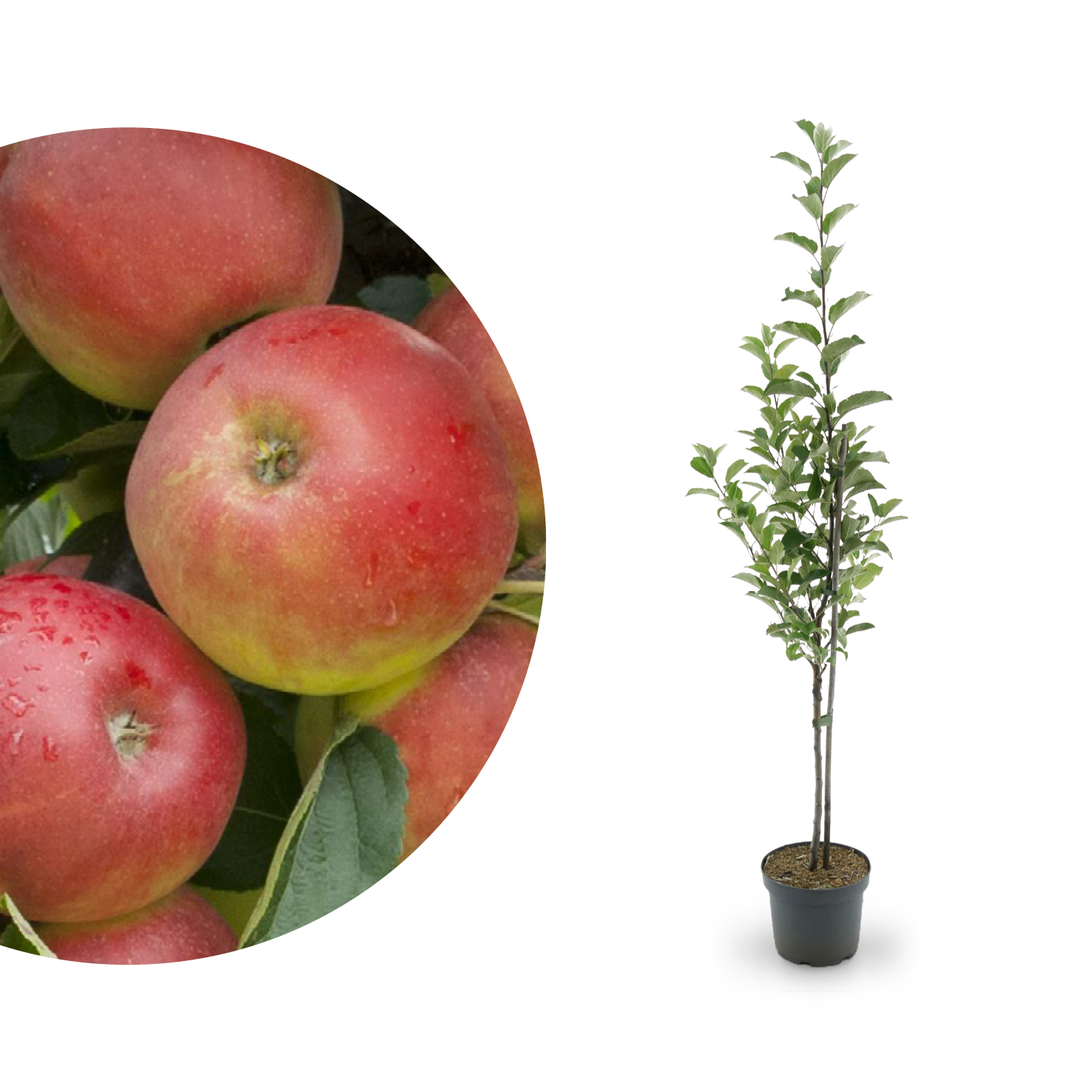 Apfelsorte Elstar: Geschmack, Standort & Ernte - Plantura