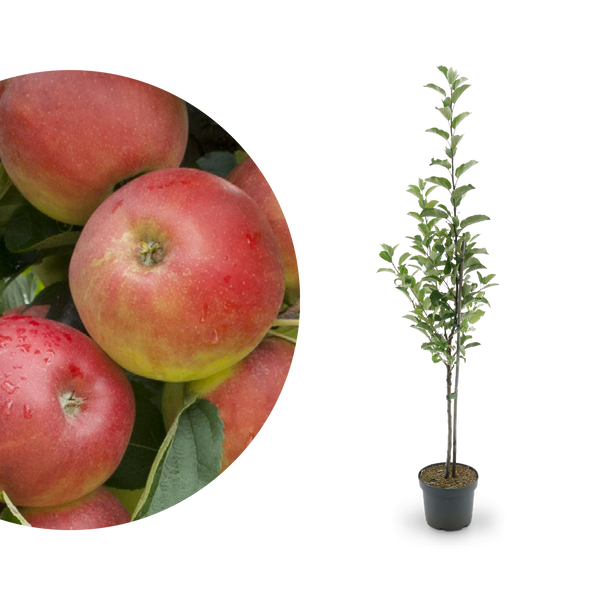 Bio-Apfelbaum 'Elstar' Herbstapfel
