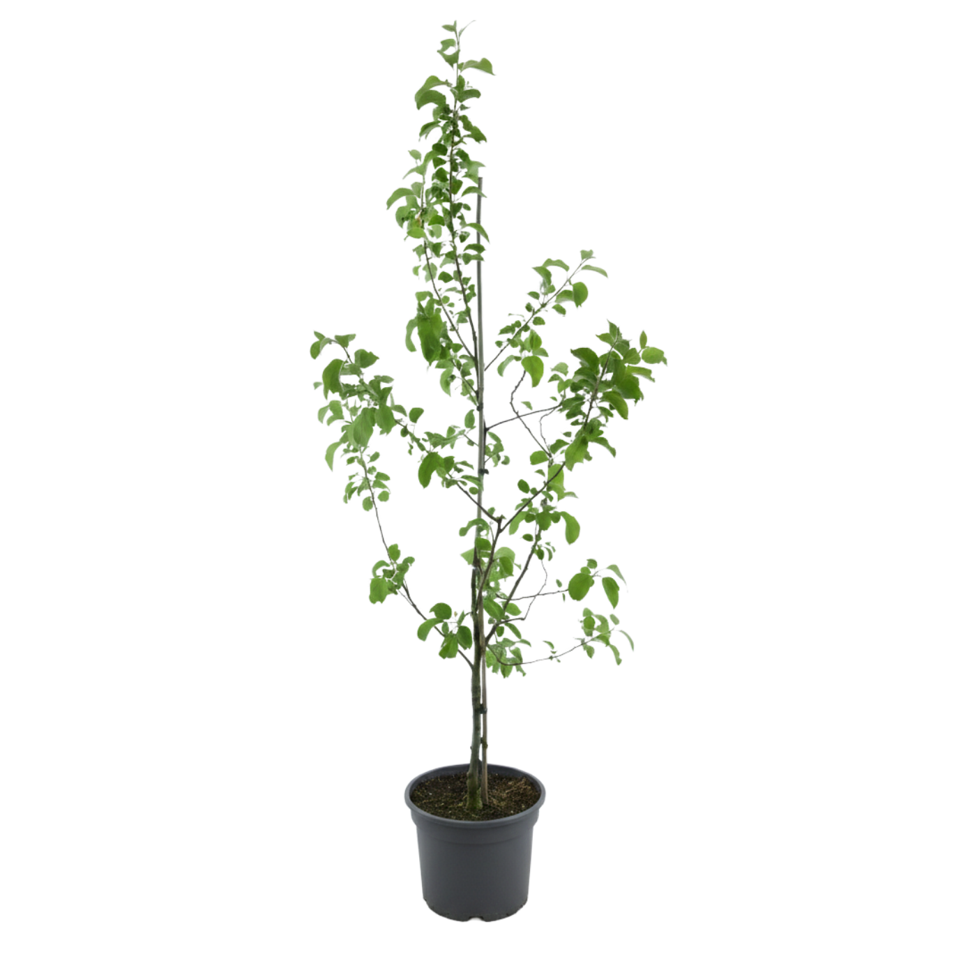 Bio-Apfelbaum 'Florina' Winterapfel