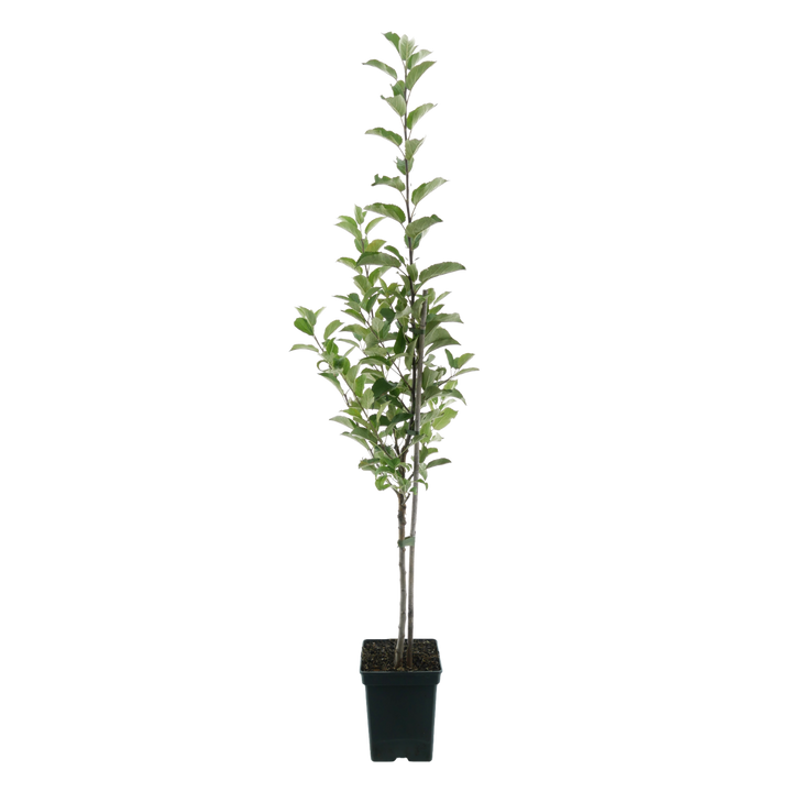 Bio-Apfelbaum 'Gala' Herbstapfel