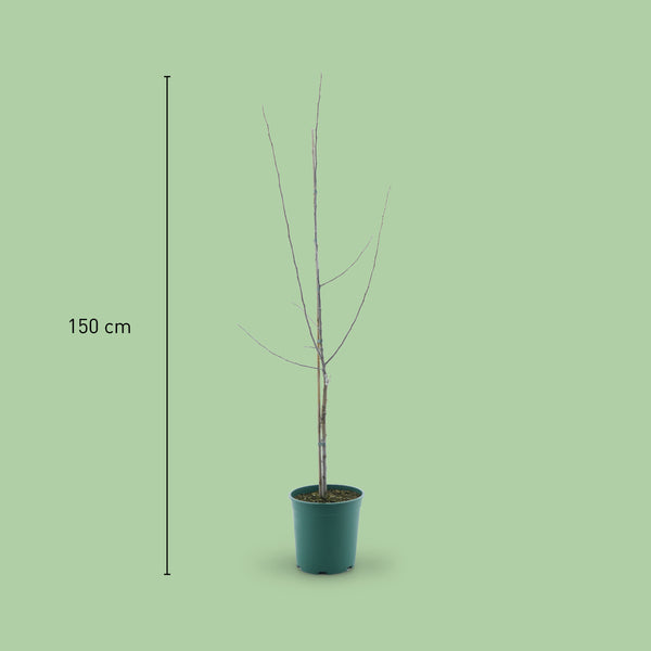 Größe des Bio-Apfelbaums 'Gewürzluiken'
