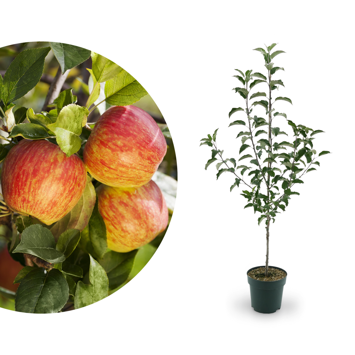 Bio-Apfelbaum 'Gewürzluiken' Winterapfel