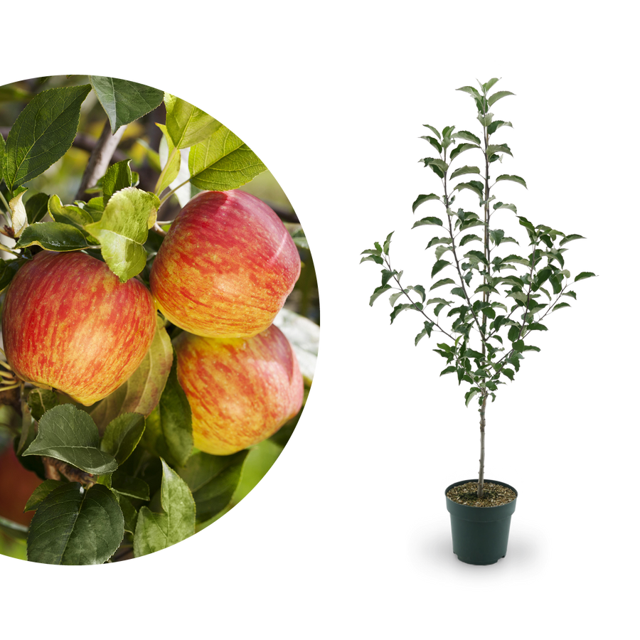 Bio-Apfelbaum 'Gewürzluiken' Winterapfel