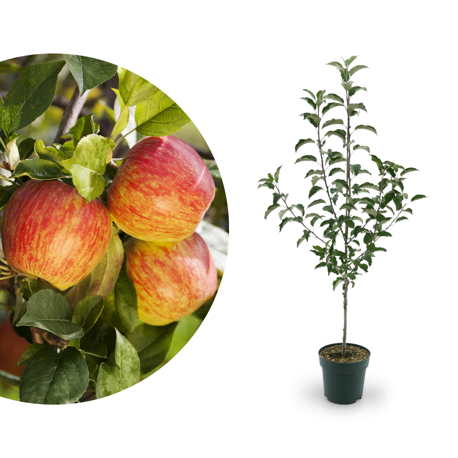 Äpfel für Allergiker: Verträgliche Plantura Sorten 