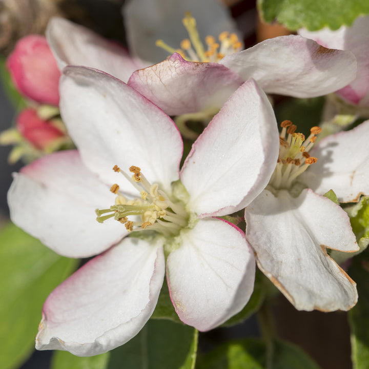 Blüte des Bio-Apfelbaums 'Goldparmäne'