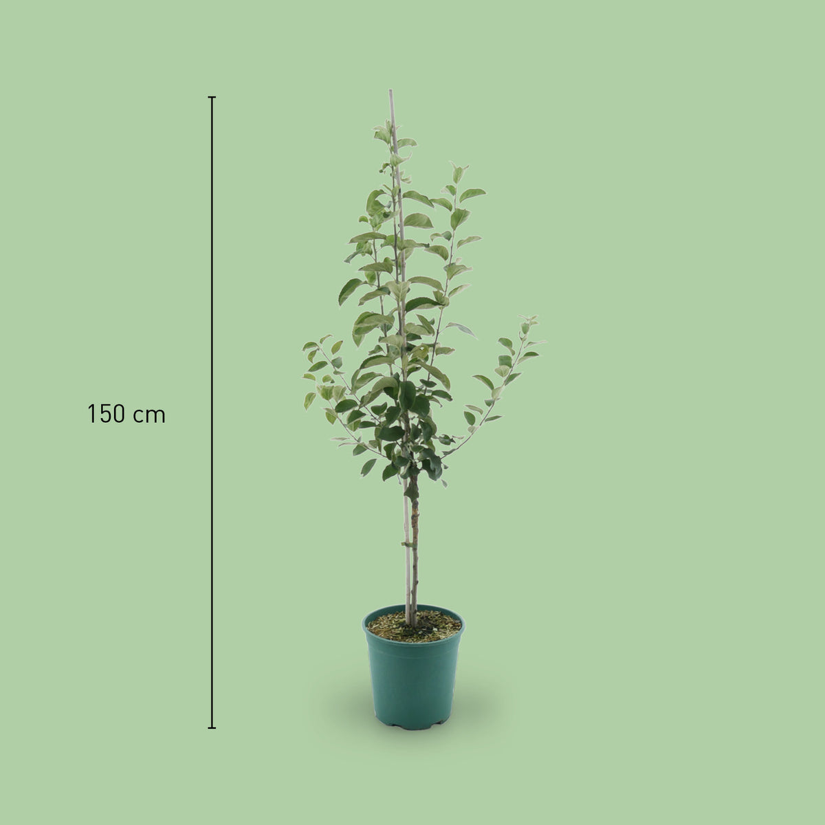 Größe des Bio-Apfelbaums 'Goldparmäne'