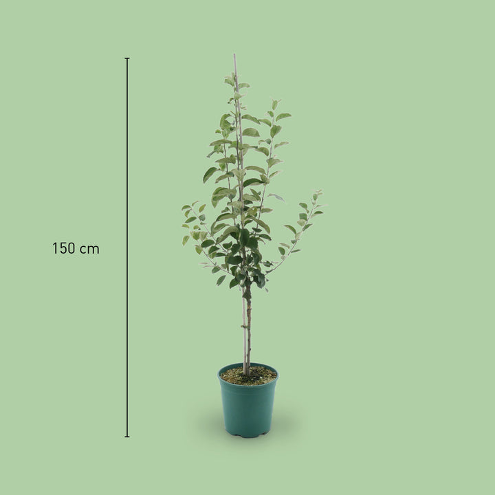 Größe des Bio-Apfelbaums 'Goldparmäne'