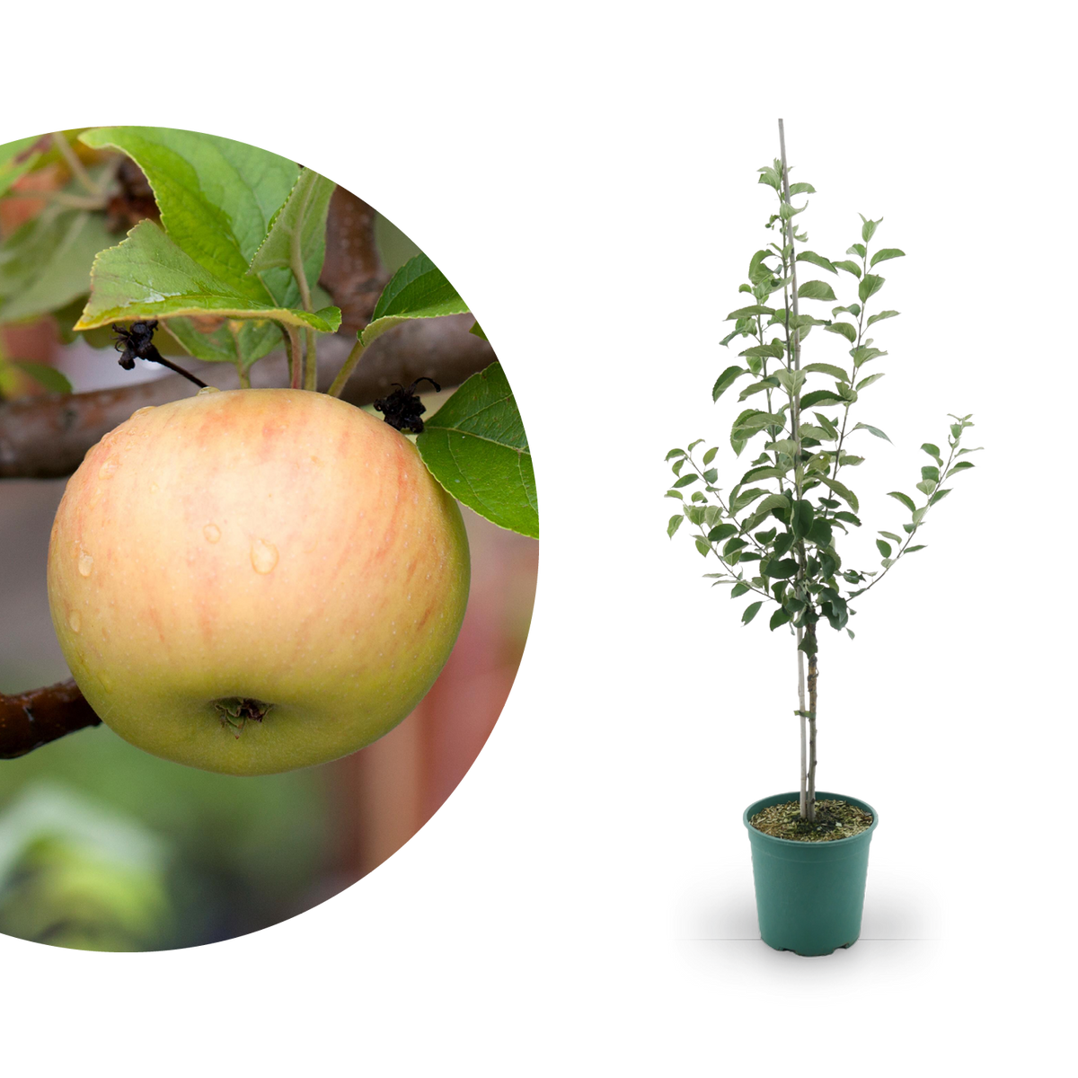 Bio-Apfelbaum 'Goldparmäne' Winterapfel