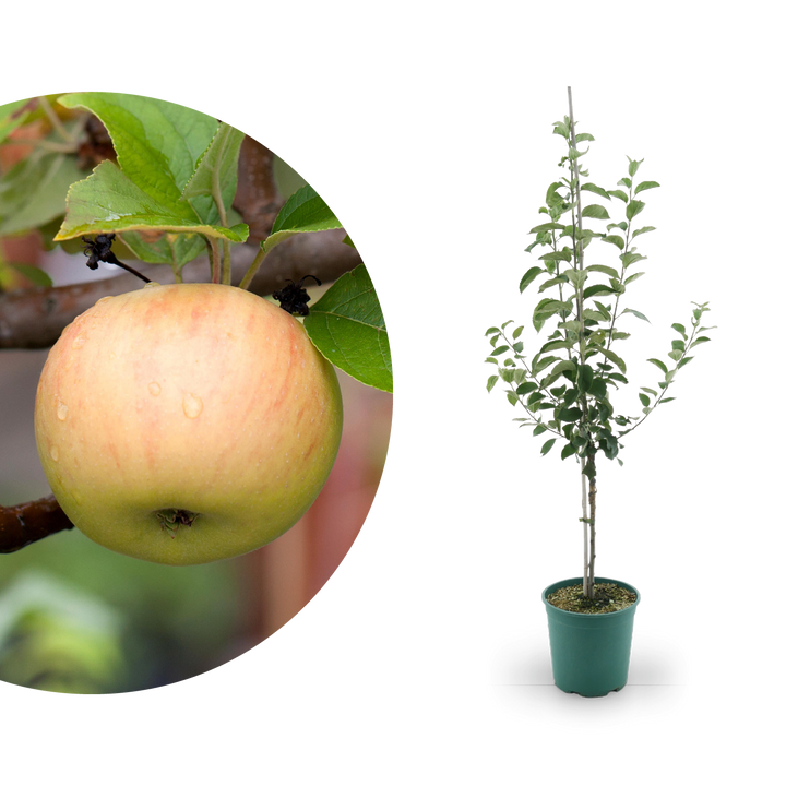 Bio-Apfelbaum 'Goldparmäne' Winterapfel