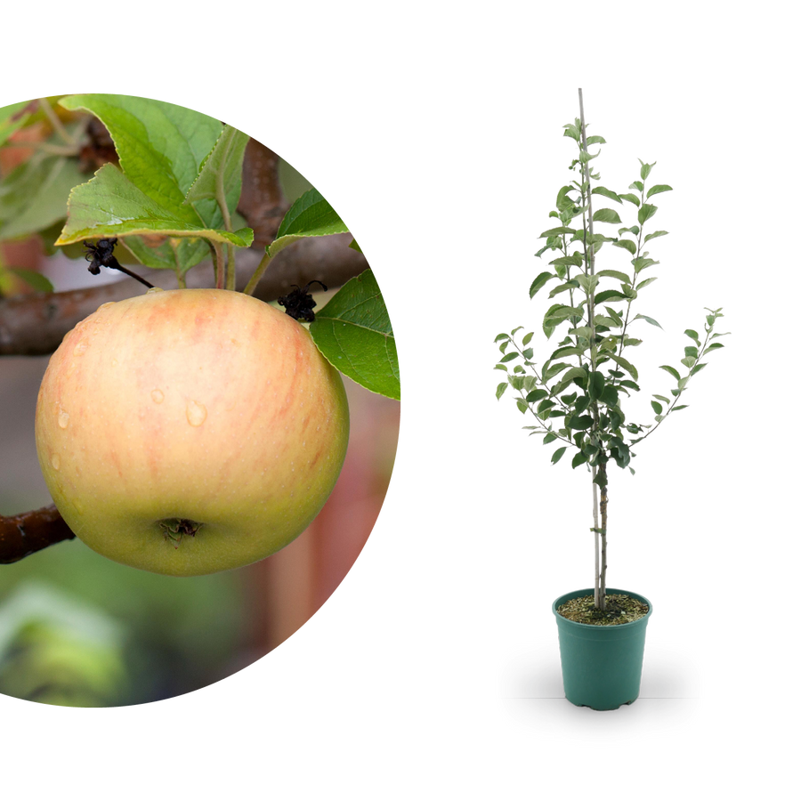 Bio-Apfelbaum 'Goldparmäne' Winterapfel