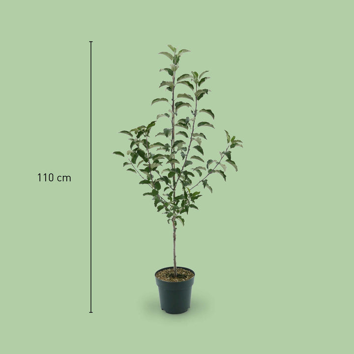 Größe des Bio-Apfelbaums 'Gravensteiner'