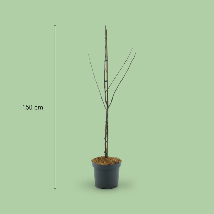 Größe des Bio-Apfelbaums 'Gravensteiner'