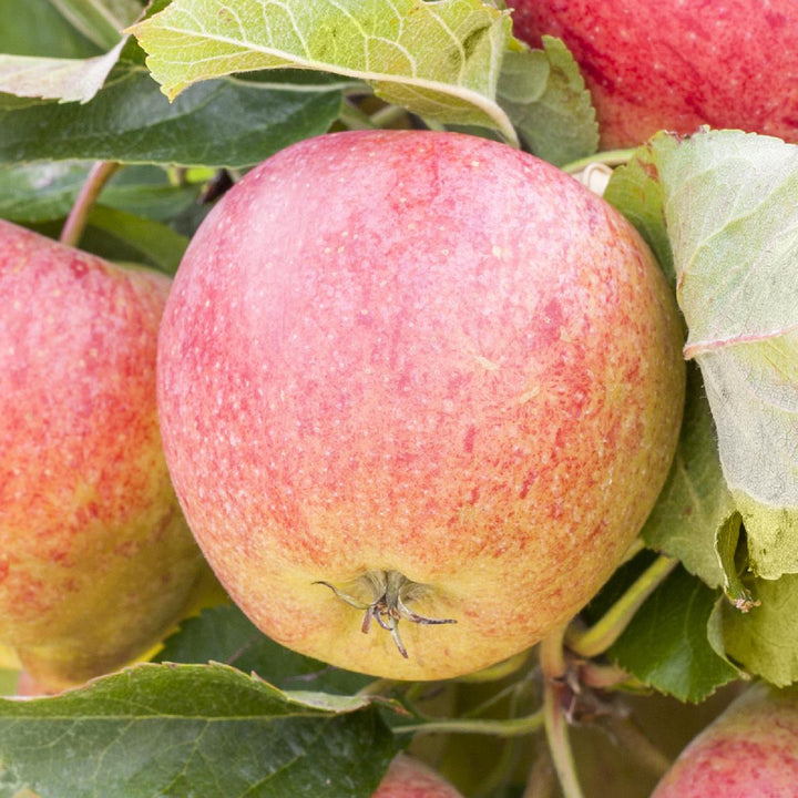 Reife Herbstäpfel 'Gravensteiner'