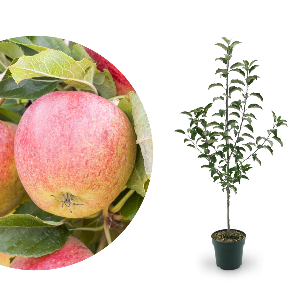 Bio-Apfelbaum 'Gravensteiner' Herbstapfel