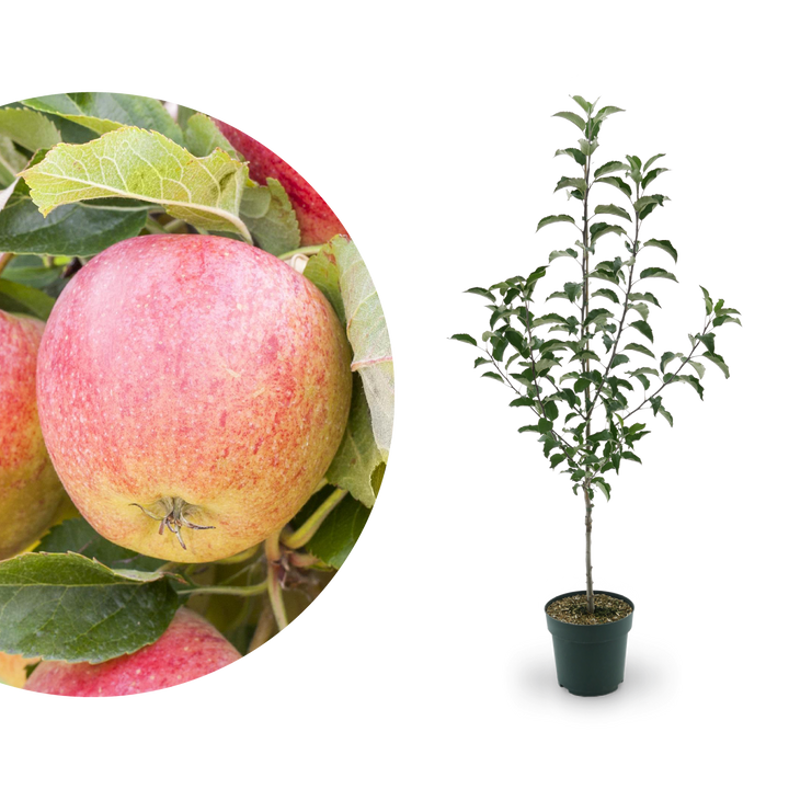 Bio-Apfelbaum 'Gravensteiner' Herbstapfel