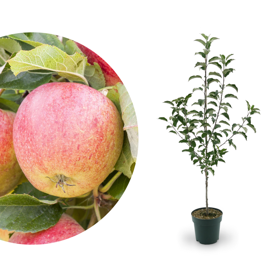 Bio-Apfelbaum 'Gravensteiner' Herbstapfel