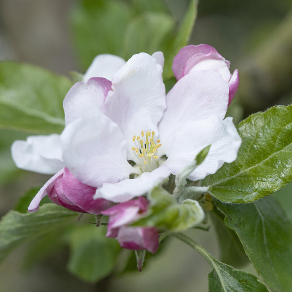 Blüte des Bio-Apfelbaums 'Holsteiner Cox'