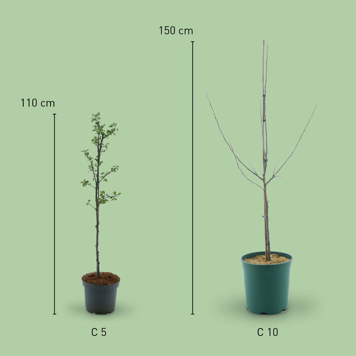 Größe des Bio-Apfelbaums 'Holsteiner Cox'