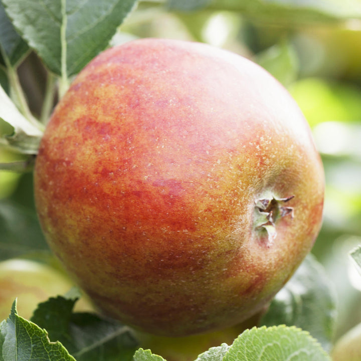 Reife Herbstäpfel 'Holsteiner Cox'