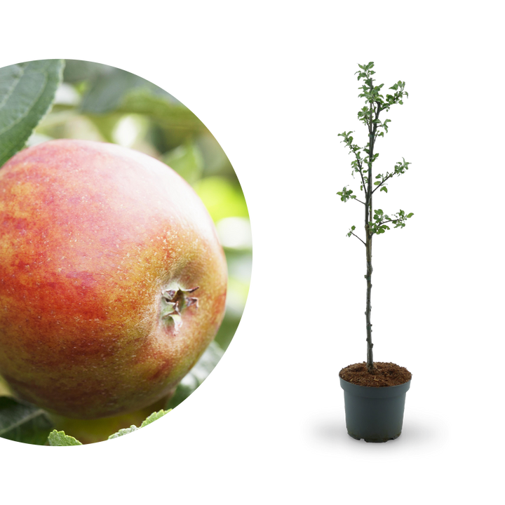 Bio-Apfelbaum 'Holsteiner Cox' Herbstapfel