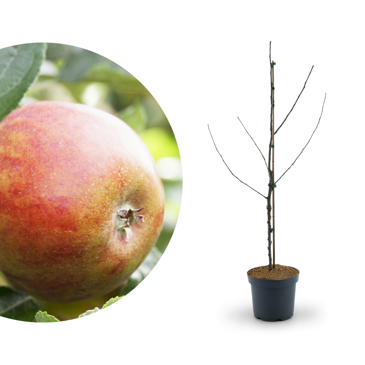 Bio-Apfelbaum 'Holsteiner Cox' Herbstapfel