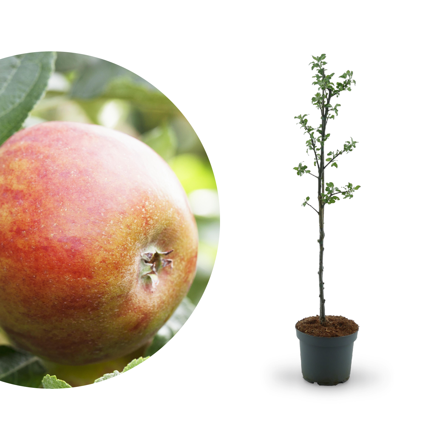 saure Plantura 50 süße, & Apfelsorten: - frühe Apfelsorten