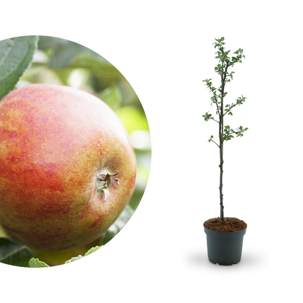 Bio-Apfelbaum 'Holsteiner Cox' Herbstapfel