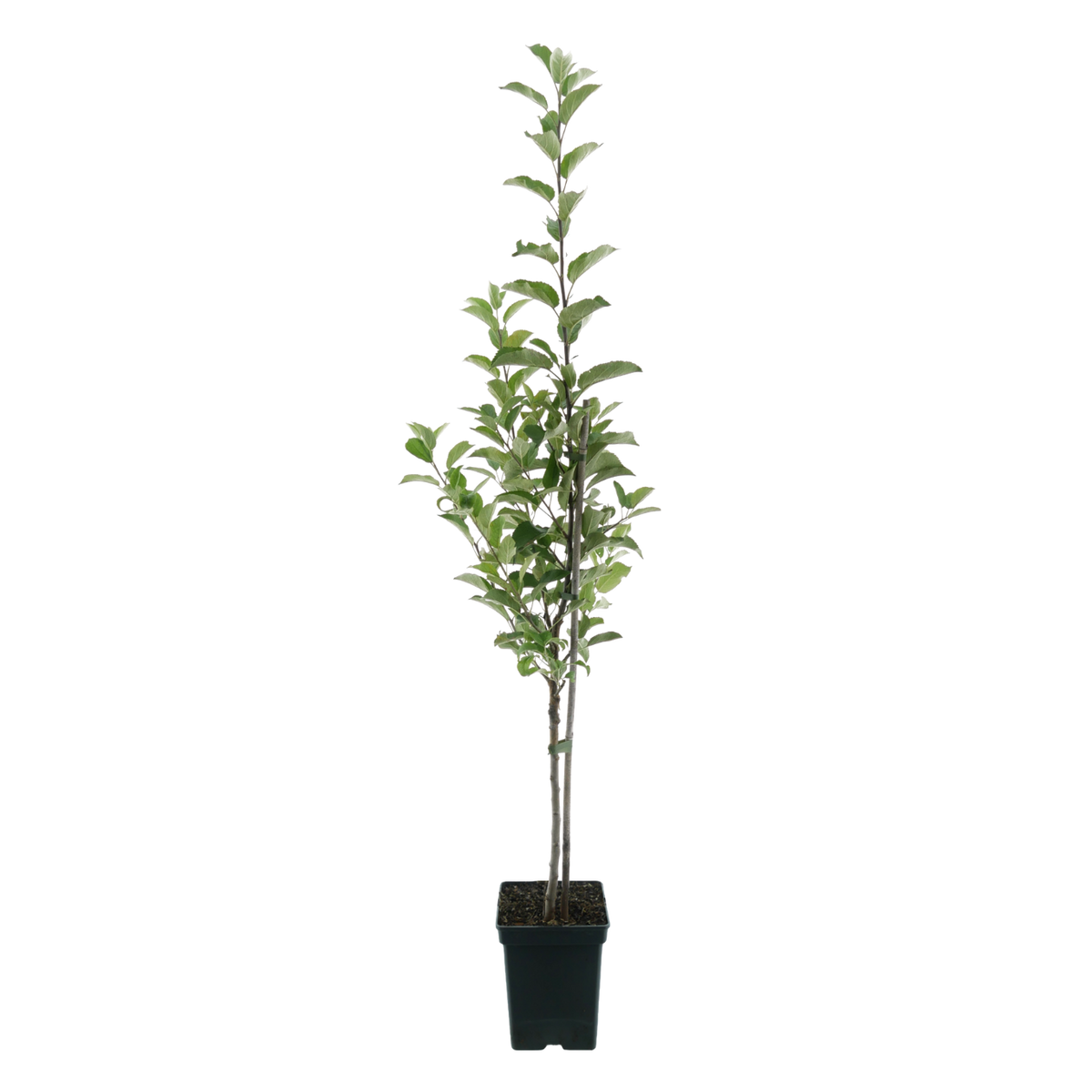 Bio-Apfelbaum 'Ingrid Marie' Herbstapfel
