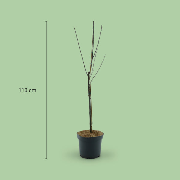 Größe des Bio-Apfelbaums 'James Grieve'