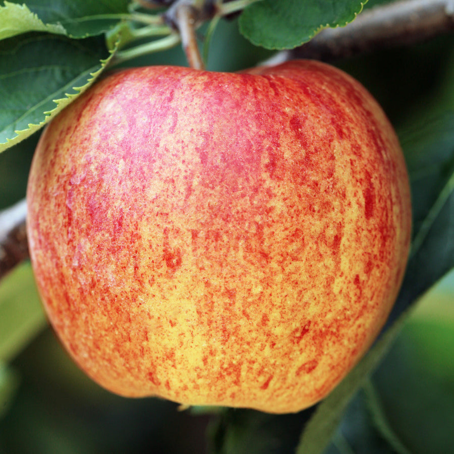 Reifer Sommerapfel 'James Grieve'