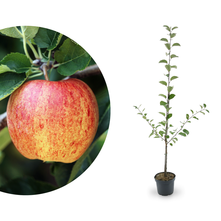 Bio-Apfelbaum 'James Grieve' Sommerapfel
