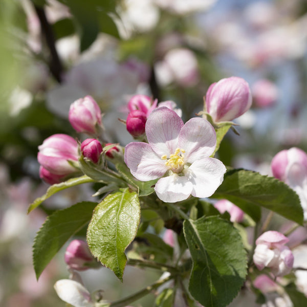 Blüte des Bio-Apfelbaums 'Jonagold'®