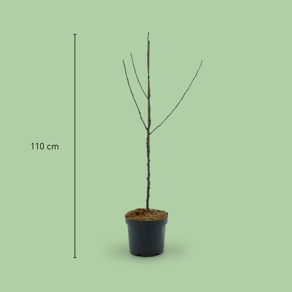 Größe des Bio-Apfelbaums 'Jonagold'®