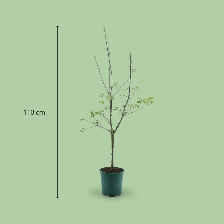 Größe des Bio-Apfelbaums 'Jonagold'®