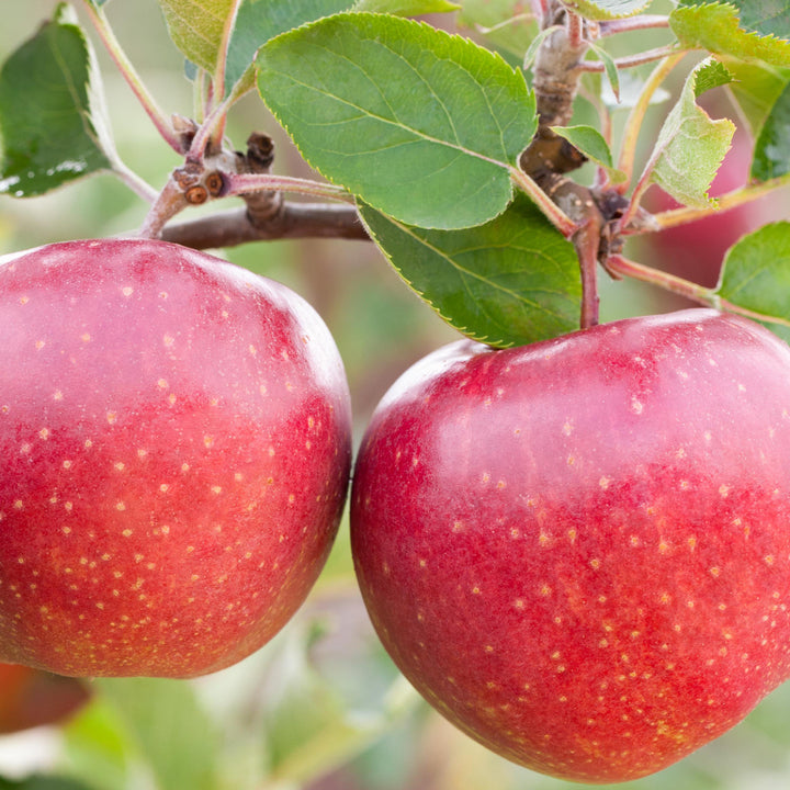 Reifer Winterapfel 'Jonagold'®