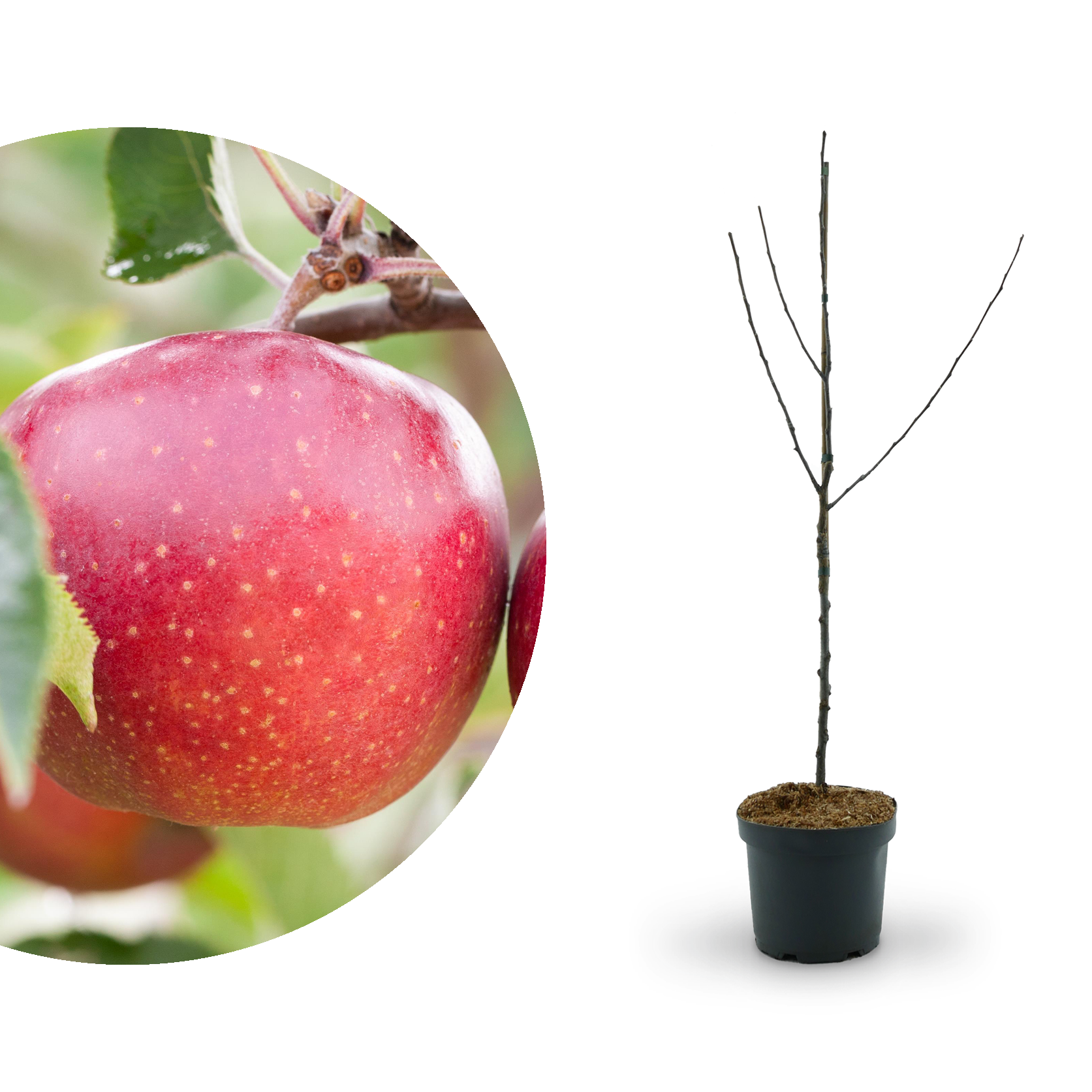 Bio-Apfelbaum 'Jonagold'® Winterapfel