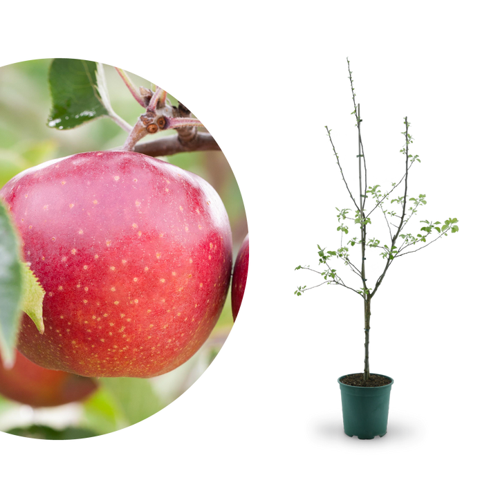 Bio-Apfelbaum 'Jonagold'® Winterapfel