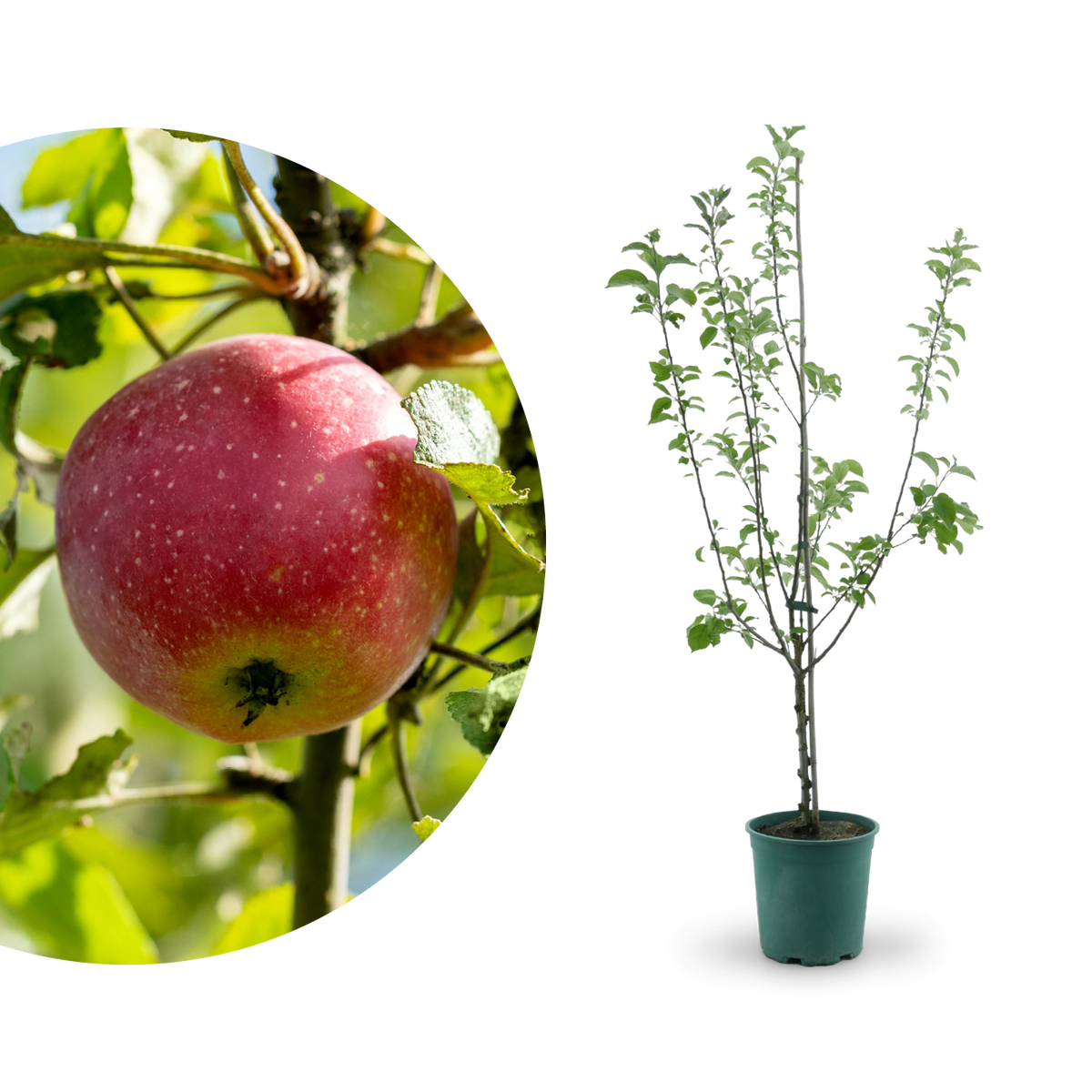 Bio-Apfelbaum 'Kaiser Wilhelm' Winterapfel
