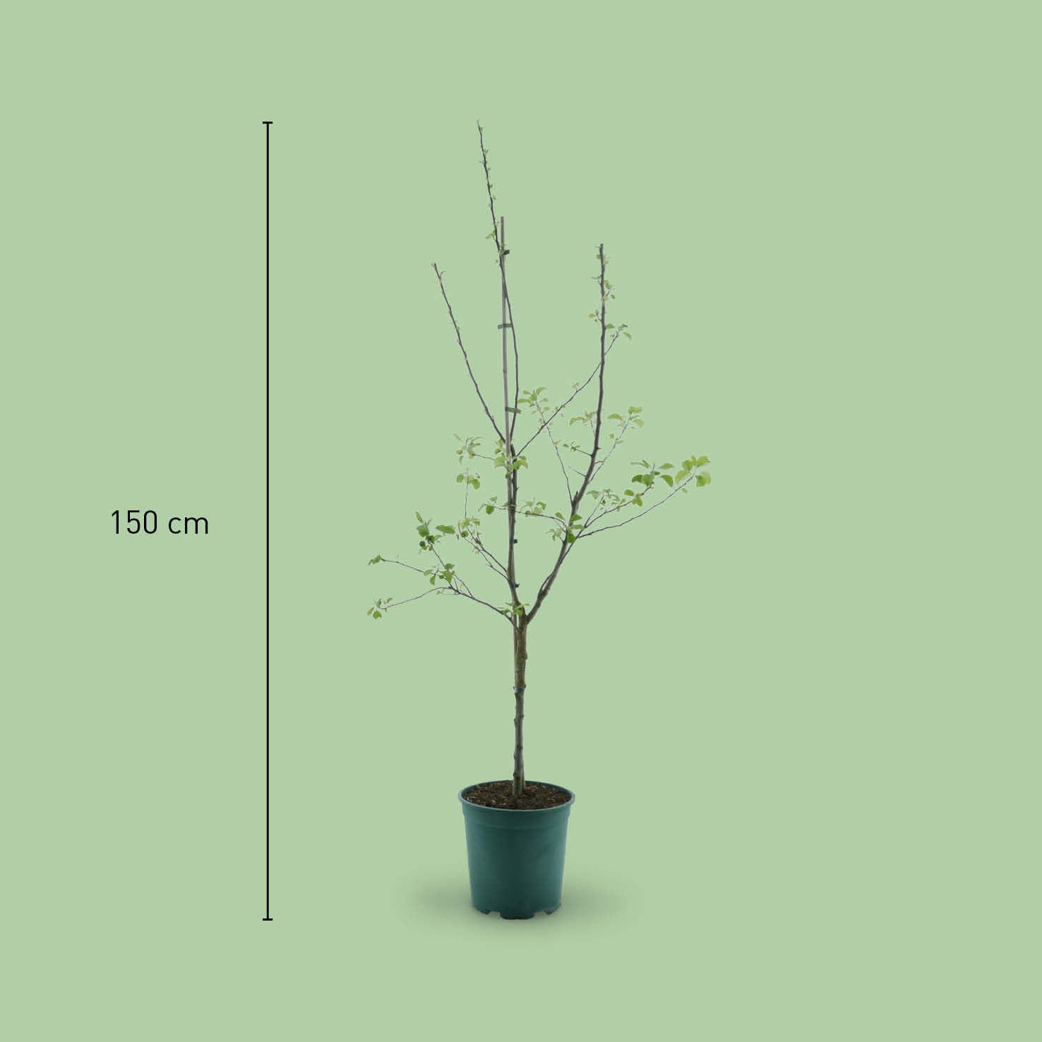 Größe des Bio-Apfelbaums 'Ontario'