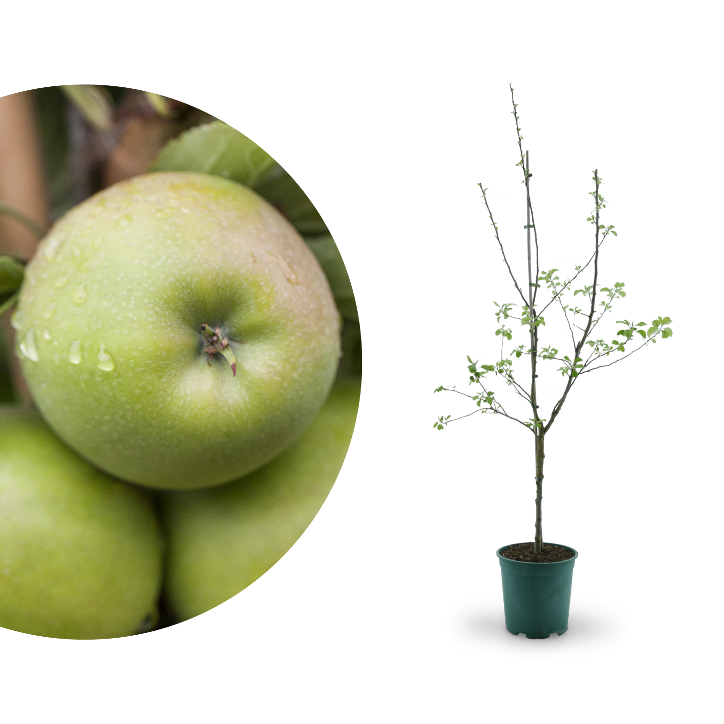 Bio-Apfelbaum 'Ontario' Winterapfel
