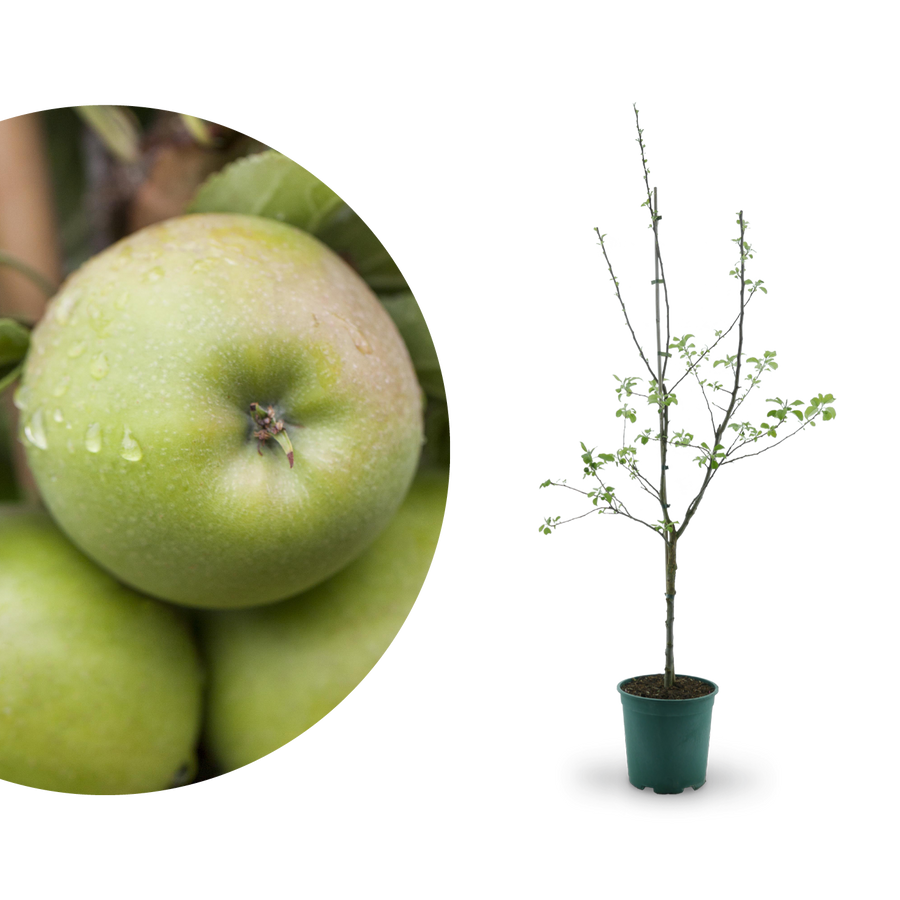 Bio-Apfelbaum 'Ontario' Winterapfel